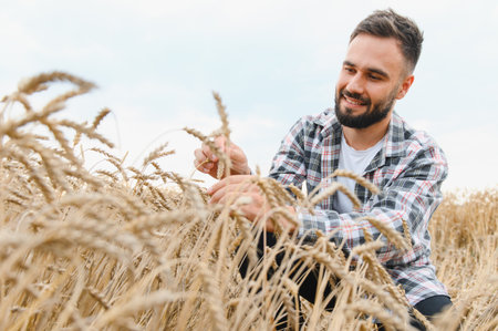 Happy farmer checking the quality of his wheat stalks in a golden field, ensuring a bountiful harvestの写真素材