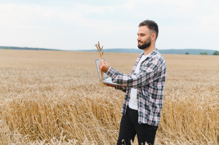 Farmer holding wheat stalks and using laptop for analysis, implementing precision agriculture...