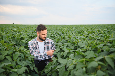 Agronomist analyzing the health of soy plants in a vast field, holding a clipboard and inspecting leaves, ensuring a successful harvestの写真素材