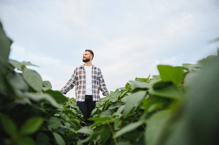 Agronomist examining plant growth in a cultivated field, ensuring optimal conditions for a bountiful and healthy harvestの写真素材