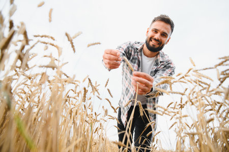 Smiling farmer checking the quality of wheat ears in a golden field, ensuring a bountiful harvestの写真素材