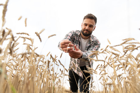 Farmer carefully inspecting ripe wheat stalks in golden field, ensuring healthy growth and abundant harvestの写真素材