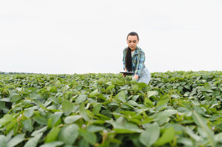 Young woman farmer using digital tablet and inspecting the growth of soybean plants in a cultivated agricultural fieldの写真素材