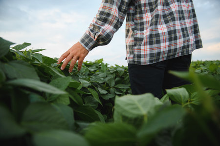 Farmer gently touching soy leaves while inspecting growth and health in a vibrant agricultural field...