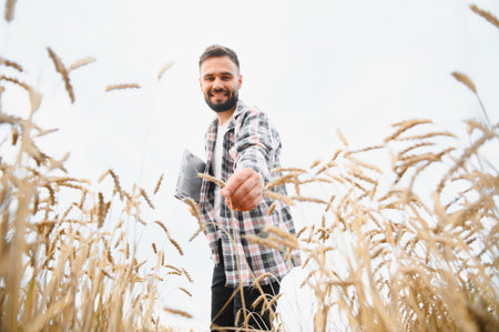 Young agronomist touching wheat ears and holding laptop, inspecting harvest in golden field under...
