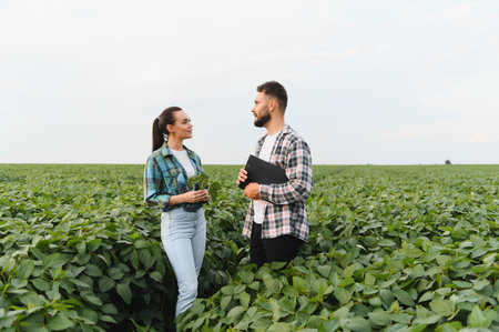 Two farmers are having a discussion amidst a soybean field, potentially assessing growth and planning future harvestsの写真素材