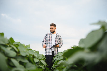 Agronomist analyzing soybean field conditions while holding a clipboard, examining crop health and growth during the farming seasonの写真素材