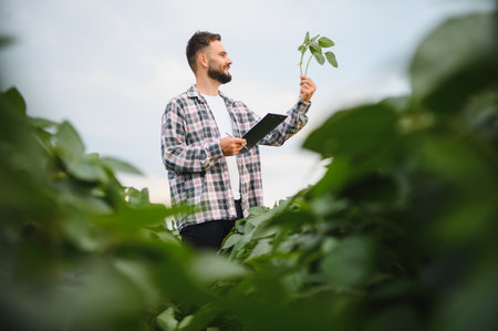 Agronomist holding clipboard and inspecting soy plant in cultivated field, performing quality control and growth assessmentの写真素材