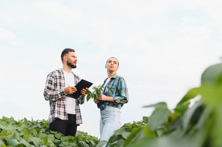 Two farmers are discussing and examining a soybean plant in a field, focusing on sustainable agriculture and crop growthの写真素材