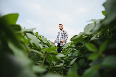 Agronomist holding tablet and inspecting soy plants in a cultivated field, ensuring healthy growth and maximizing yieldの写真素材