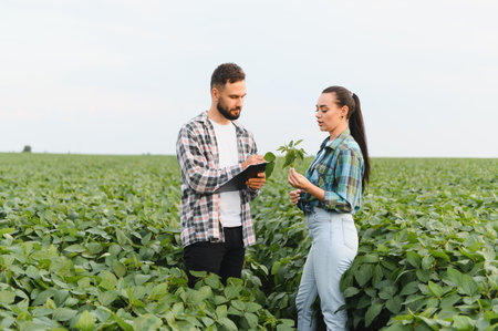 Two farmers are assessing the growth of their soybean crop, demonstrating sustainable agriculture practicesの写真素材