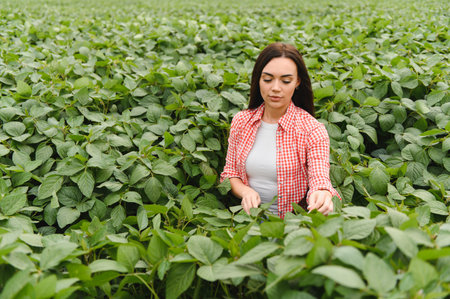 Young woman farmer checking the growth of soybean plants in a cultivated field, ensuring a healthy and productive cropの写真素材