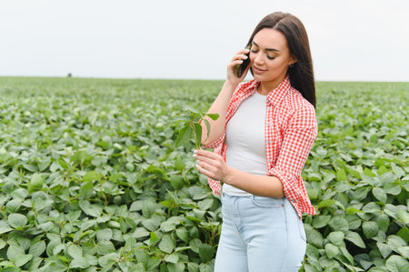 Young woman farmer is checking a soybean plant and making a phone call in a large cultivated fieldの写真素材