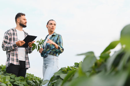 Two farmers are assessing the growth of their soybean crop, demonstrating sustainable agriculture practices in a cultivated fieldの写真素材