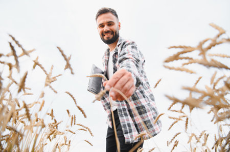 Young farmer analyzing wheat stalks in golden field, holding laptop for data collection and crop managementの写真素材