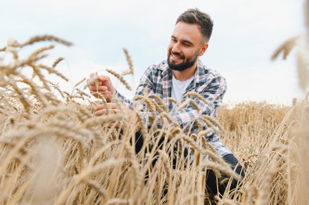 Happy farmer checking the quality of wheat ears in a large cultivated field during a sunny summer dayの写真素材