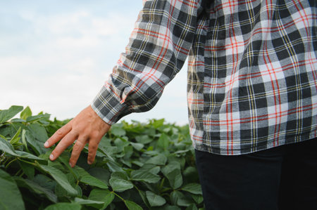 Farmer gently touching soy leaves, monitoring growth and health in agricultural field, embodying sustainable farming practicesの写真素材