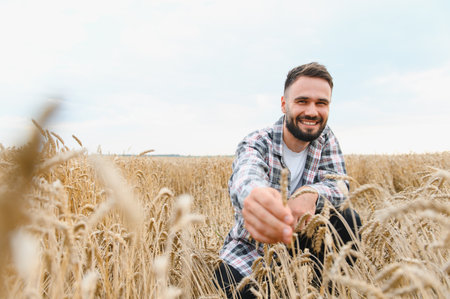 Happy farmer showing ripe wheat ears in golden field at sunset, enjoying successful harvest seasonの写真素材