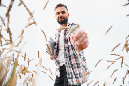 Agronomist analyzing ripe wheat stalks in cultivated field, embracing sustainable agriculture with modern technologyの写真素材