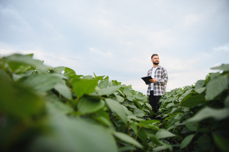 Agronomist inspecting growing soybeans in cultivated field, using digital tablet for data collection and analysisの写真素材