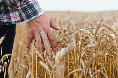 Farmer gently touching ripe wheat ears growing in cultivated agricultural field, ensuring healthy growth and anticipating a bountiful harvestの写真素材