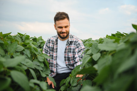 Happy agronomist checking the growth of soy plants in a cultivated field, ensuring a healthy and...