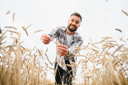 Smiling farmer carefully examining ripe wheat stalks in golden field, ensuring successful harvest and high quality grainの写真素材