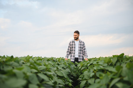 Agronomist inspecting soy plantation, walking through a cultivated field, examining plant growth and developmentの写真素材