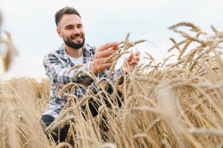Young farmer checking the wheat ears in a wide cultivated field of ripe wheat ready for harvestの写真素材