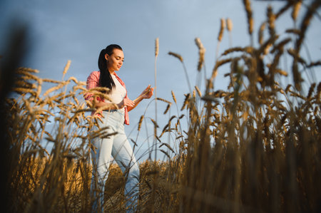 Female farmer walking through golden wheat field at sunset, gently touching the ears and checking the cropsの写真素材
