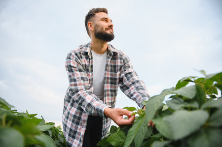 Young agronomist analyzing the growth of soybean plants in a field, ensuring a healthy and productive harvestの写真素材