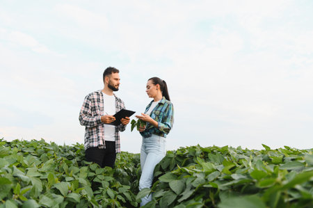 Two farmers are discussing and examining the growth of their soybean crop in a field, demonstrating sustainable agriculture practicesの写真素材
