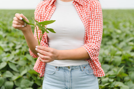 Farmer holding and examining soybean plant in a cultivated field, ensuring healthy growth and assessing crop qualityの写真素材