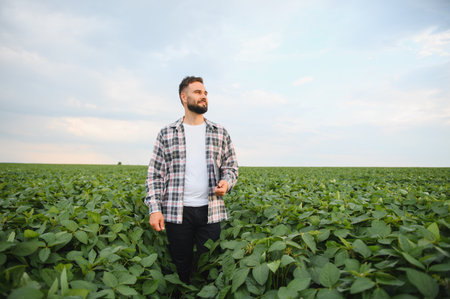 Agronomist walking through cultivated soybean field, examining plant growth and development, ensuring healthy crop productionの写真素材