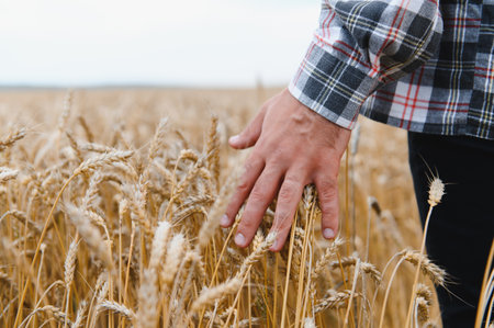 Farmer gently touching ripe wheat ears in a golden field at sunset, savoring the beauty of the...
