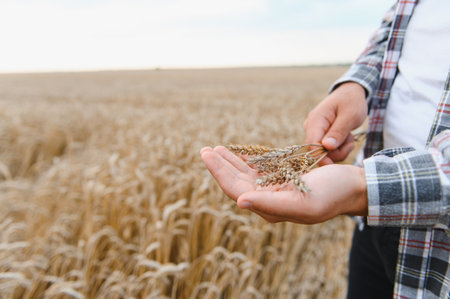 Farmer holding gently ripe wheat stalks in his hands, standing in a golden field, checking the harvest at sunsetの写真素材