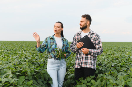 Two agronomists examining plants in a soybean field, discussing and planning strategies for a successful harvestの写真素材