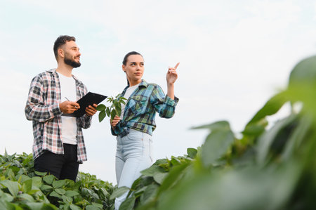 Two farmers are assessing the growth of their soybean crop, demonstrating expertise and collaboration in agricultural practicesの写真素材