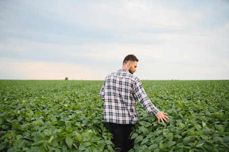 Agronomist examining crops of soy bean plants in cultivated field, touching leaves and checking growthの写真素材