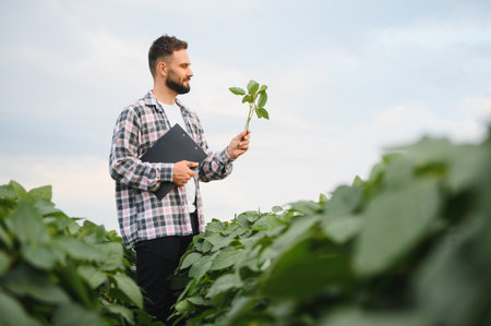 Agronomist examining a soybean plant while holding a clipboard, performing quality control in cultivated fieldの写真素材
