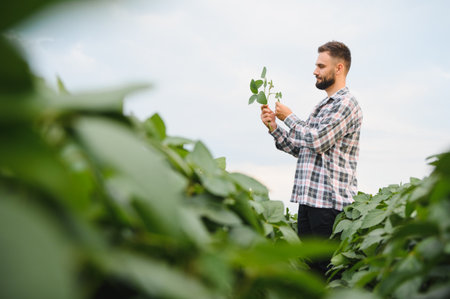 Agronomist inspecting a soy plant in a field, assessing its health and growth for sustainable agriculture and crop productionの写真素材