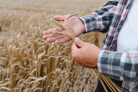 Farmer holding ripe wheat stalks in hands, checking the quality of the grain in cultivated field, ensuring a successful harvestの写真素材