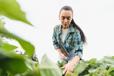 Female agricultural engineer examining soybean plants, holding clipboard and pen, performing quality control in cultivated fieldの写真素材