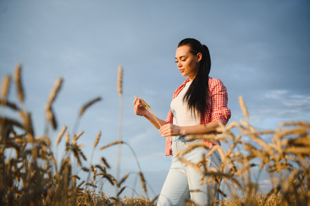 Young female farmer examining ripe wheat stalks in golden field at sunset, assessing harvest qualityの写真素材