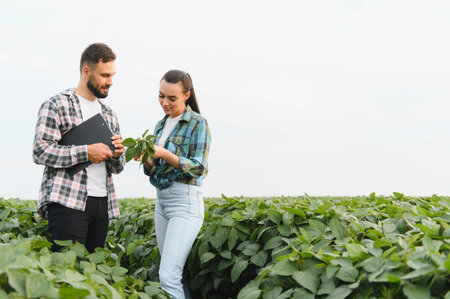 Two farmers are examining a soybean plant in a cultivated field, discussing the health and growth of their cropの写真素材
