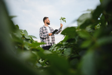 Agronomist holding clipboard and inspecting soy plant for growth and disease in cultivated...