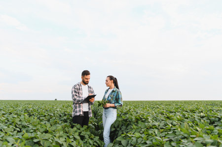 Two farmers are assessing the growth of their soybean crop in a cultivated field, demonstrating sustainable agriculture practicesの写真素材