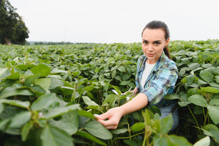 Female agronomist inspecting soybean plants in a field, performing quality control and growth analysis for sustainable agricultureの写真素材