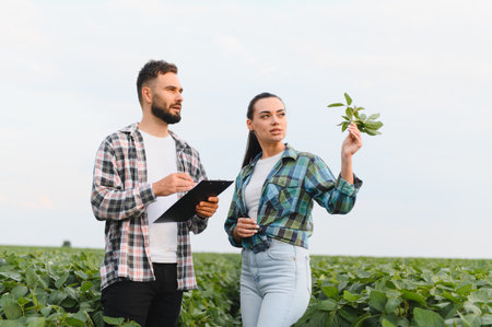 Two agronomists analyzing plants in a soybean field, taking notes on a clipboard, performing quality control of the harvestの写真素材