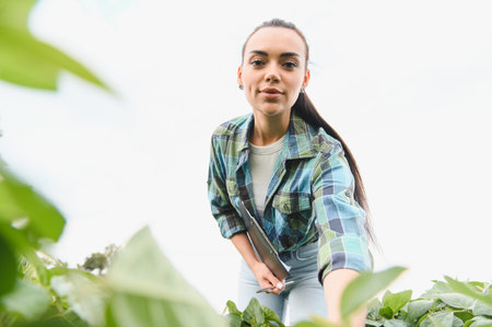 Agricultural engineer is inspecting a soybean crop in a field, holding a clipboard and pen, ensuring healthy growth and sustainable farming practicesの写真素材